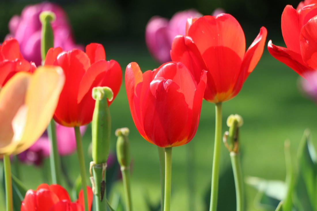 L'édition 2017 de la Fête de la Tulipe ouvrira ses pétales au Parc de l'Indépendance, derrière le château de Morges du 1er avril au 14 mai prochain.