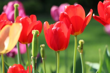 L'édition 2017 de la Fête de la Tulipe ouvrira ses pétales au Parc de l'Indépendance, derrière le château de Morges du 1er avril au 14 mai prochain.